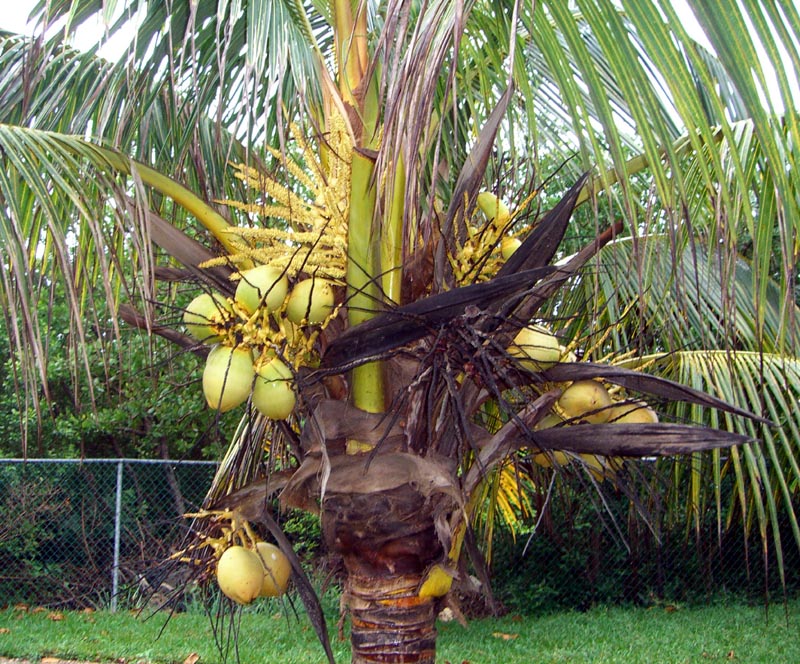 Coconuts growing on a tree in Mexico