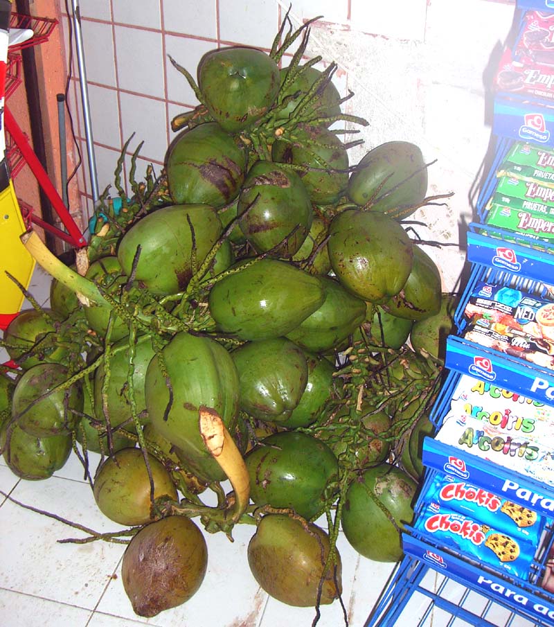 Coconut bunch in a convenience store in Mexico